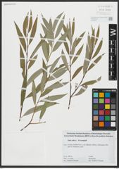 Foto von Salix alba L.